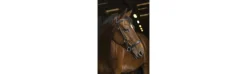 Cabezada Side-Pull Norton Pro "Confort"-Equi Theme Clearance
