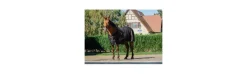 Manta Brillante Riding World-Equi Theme