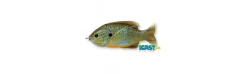 Pez Artificial Pez Luna de Cuerpo Hueco-Mustad Best