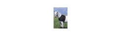 Protector De Espalda de Caballo Equi-Theme-Equi Theme Sale